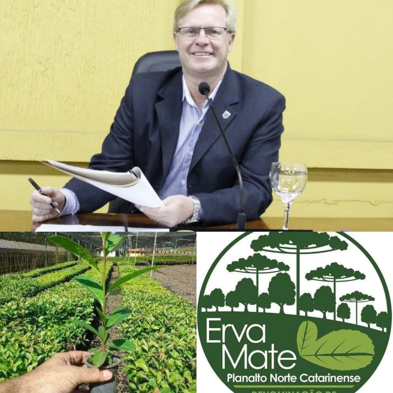 Vereador Coronel Mário solicitou programa para fomentar o plantio da erva mate no município