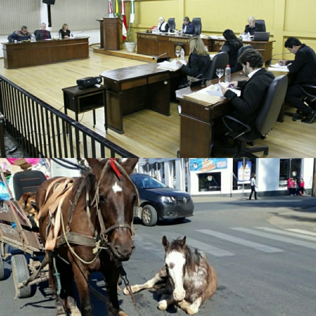 Vereadores aprovam Projeto de Lei que proíbe trânsito de veículos de tração animal na área urbana de Canoinhas 